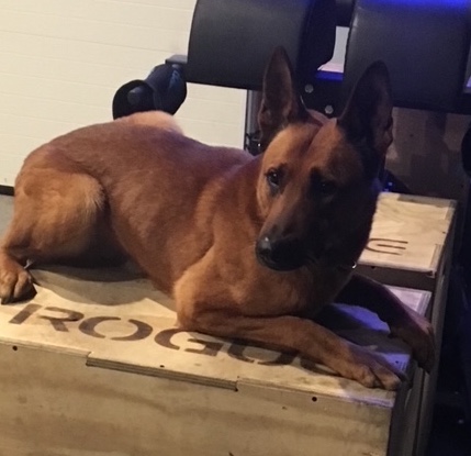 K9 Kitt Fundraiser