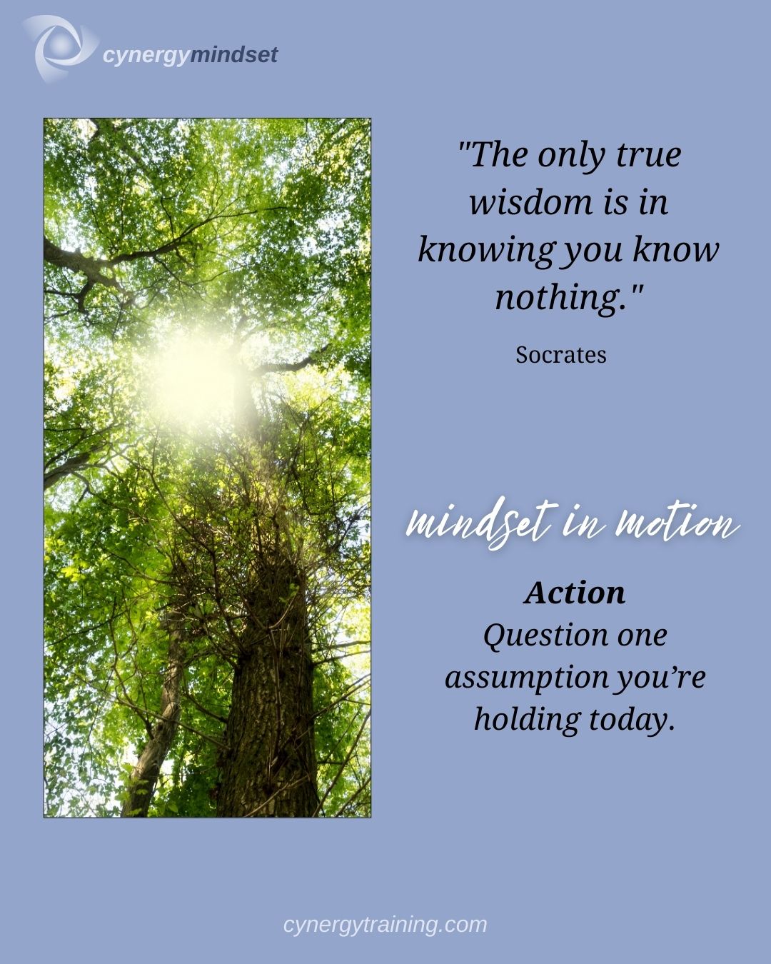 Mindset quote image showing sunlight through tall trees with text: “The only true wisdom is in knowing you know nothing – Socrates.”